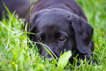 Black Puppy