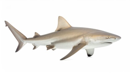 Fototapeta premium Ocean Predator: A sleek, gray shark glides through the water, showcasing its powerful build and formidable presence.