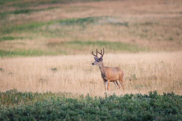 Mule Deer