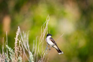 Eastern Kingbird - Tyrannus tyrannus
