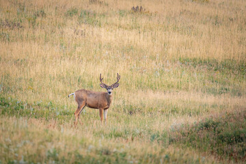 Mule Deer