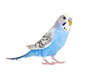 Perched Budgerigar: A vibrant image showcasing a captivating budgerigar with blue plumage and a bright yellow beak, striking a pose that exudes curiosity and charm.