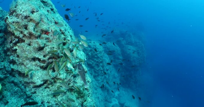 damsel fish school and some other mediterranean fisg scenery underwater