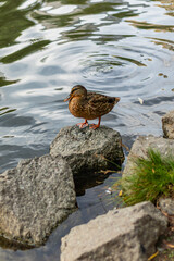 Single duck stands on rock surrounded by water with soft ripples.
