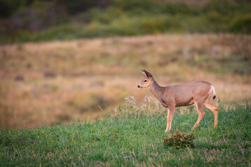 Wild Mule Deer