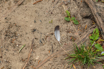 Single feather lying on sandy ground with green plants and tree roots around it.
