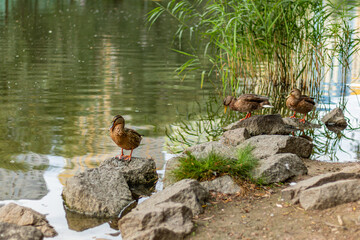 Three brown ducks stand on rocks near reeds by the water's edge.
