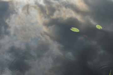 Two floating lily pads reflect on the still surface of a pond with visible sky and clouds.
