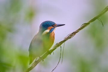 kingfisher in a tree