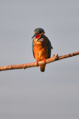 kingfisher expelling a pellet