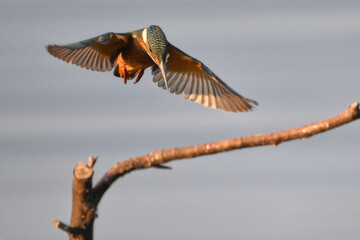 kingfisher flying