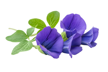 Captivating close-up of vibrant purple butterfly pea flowers against a dark background