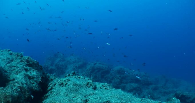 damsel fish school and some other mediterranean fisg scenery underwater