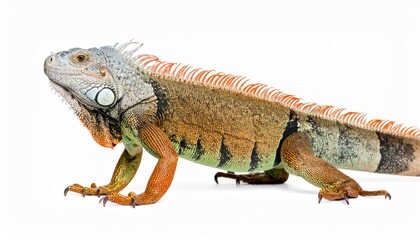 Obraz premium Iguana’s sunbath moment: A vibrant iguana basking, its scales gleaming, showcasing the rich colors and textures of nature's art, with captivating close-up details.