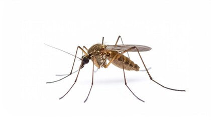 Microscopic Marvel: A close-up, crisp image of a mosquito with detailed view of its intricate structure, showcasing its slender legs, delicate wings, and elongated proboscis.