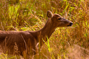 Deer grazing in a grassy field during golden hour near a tranquil woodland area