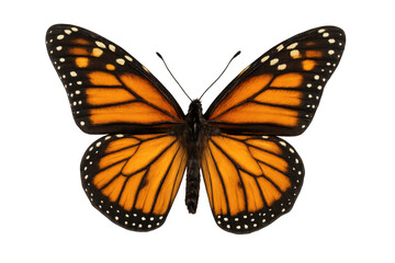 Fototapeta premium Open wings of a monarch butterfly isolated on transparent background, showcasing its vibrant orange and black patterns