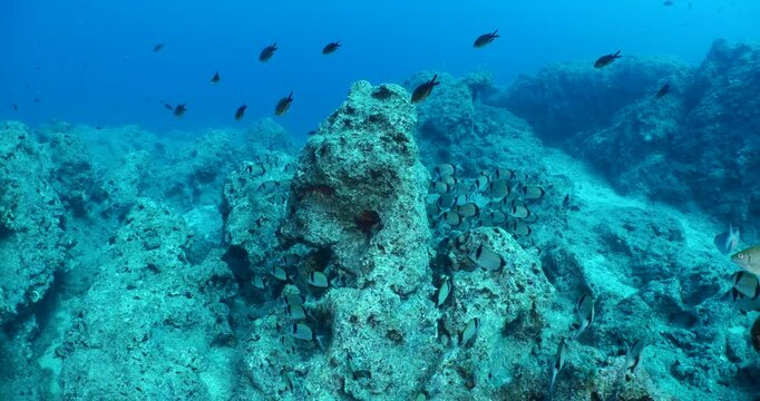 damsel fish school and some other mediterranean fisg scenery underwater