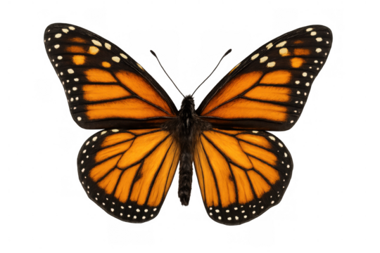 Open wings of a monarch butterfly isolated on transparent background, showcasing its vibrant orange and black patterns