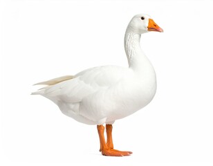 Obraz premium Elegant Goose: A pristine white goose showcases its graceful profile, displaying its elegant feathers, orange beak, and sturdy legs in a studio-style setting.