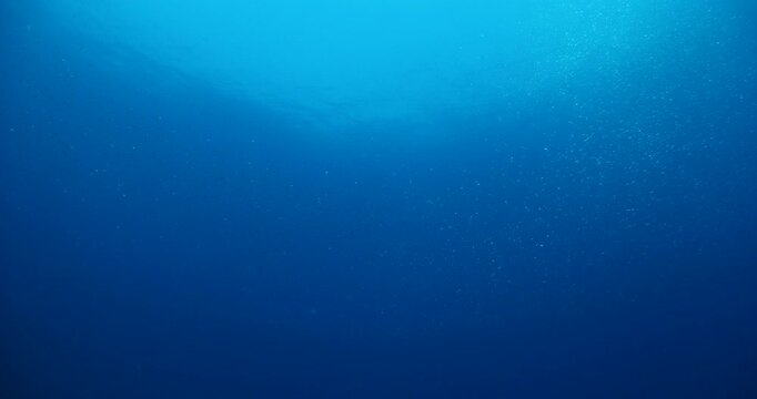 silversides atherina in blue water eating and shining fish school underwater