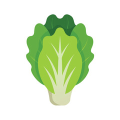 Fresh Green Lettuce Healthy Eating and Vibrant Greens