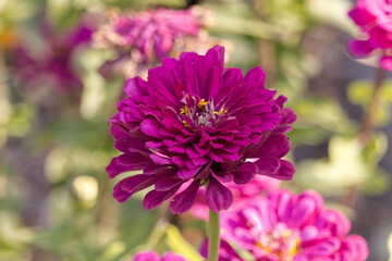 Obraz premium A Pink Zinnia in Bloom