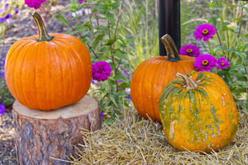 A Trio of Pumpkins on Display