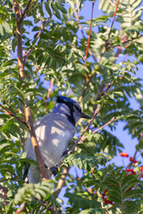 A Blue Jay in a Tree