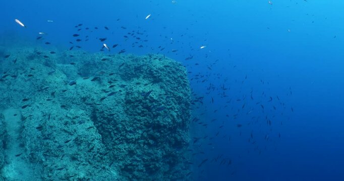 damsel fish school and some other mediterranean fisg scenery underwater