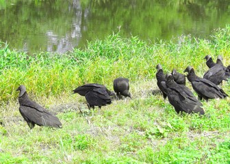 Vultures on the side of the lake waiting for something to eat