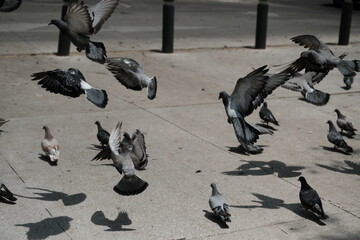 Obraz premium pigeons on the street