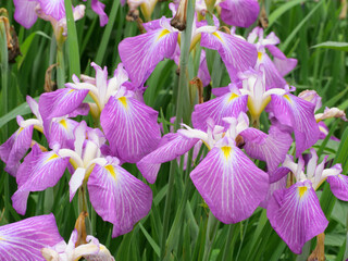 花菖蒲