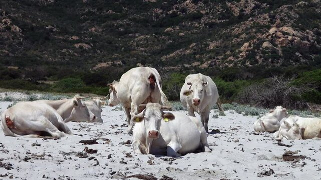Many cows on the beach at Berchida, south of Siniscola, in the Baronie region, on the east coast of the island of Sardinia, Italy.