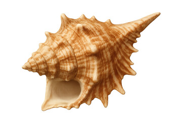 Fototapeta premium Close-up of a large, textured seashell, exhibiting intricate patterns and isolated on a transparent background, perfect for design projects