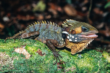 Boyd's Forest Dragon resting on mossy log in Queensland rainforest
