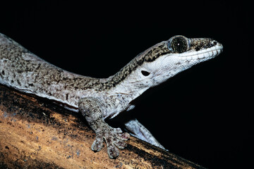 Giant Tree Gecko from Cape York Queensland Australia