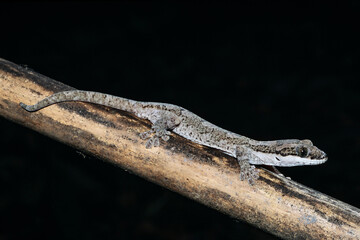 Giant Tree Gecko from Cape York Queensland Australia
