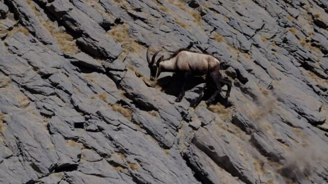 Himalayan Tahr Climbing Rugged Rocks against Mountain Backdrop.

