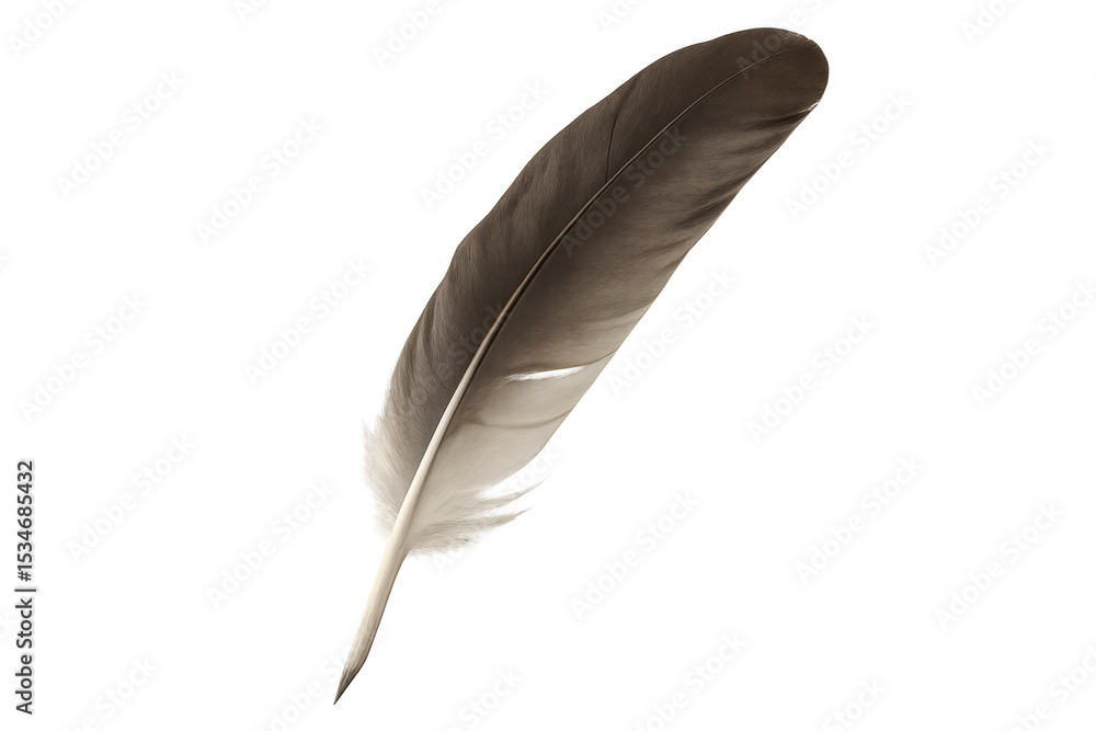 Aufkleber detailed feather with transparent background, perfect for graphic design projects or adding a touch 