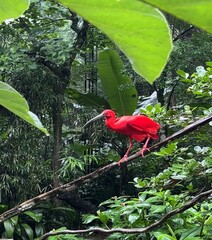 Passaro vermelho; Guará vermelho; Íbis . Eudocimus Ruber