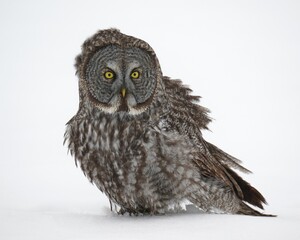 Obraz premium Great grey owl perched on snow.