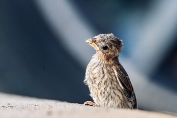 Baby sparrow on the ground, Fort Worth, Texas, USA