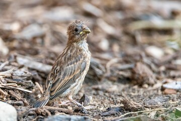 Baby sparrow on the ground, Fort Worth, Texas, USA