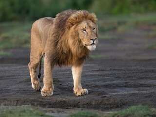 Naklejka premium Male Lion Walking Through African Grassland at Sunset