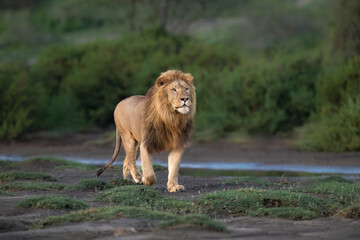 Male Lion Walking Through African Grassland at Sunset