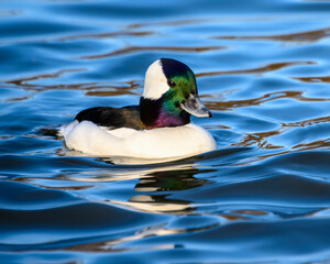 Colorful male duck swimming gracefully in a calm lake during midday