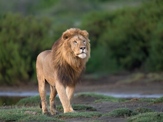 Majestic Male Lion Standing in African Grassland at Dawn