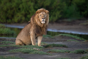 Male Lion Sitting by Water's Edge in Savanna