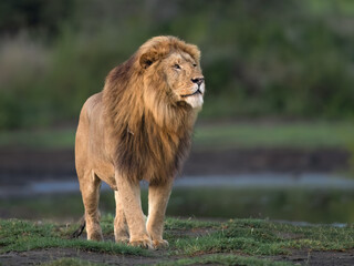 Majestic Male Lion Standing Proudly in African Savanna